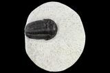 Bargain, Gerastos Trilobite Fossil - Morocco #117789-1
